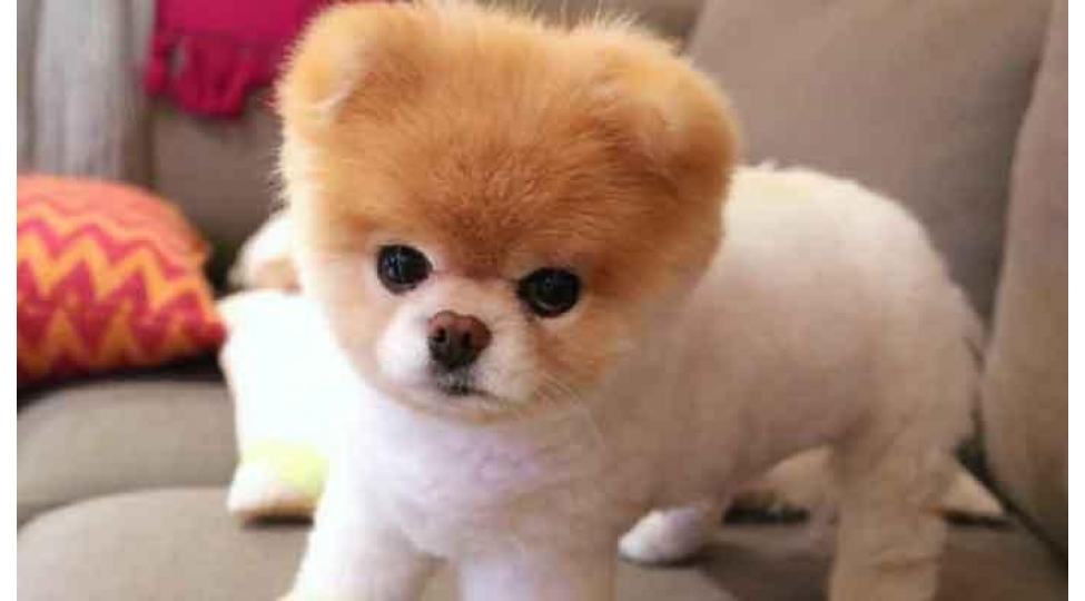 absh-da-dunyanin-en-sevimli-iti-olub