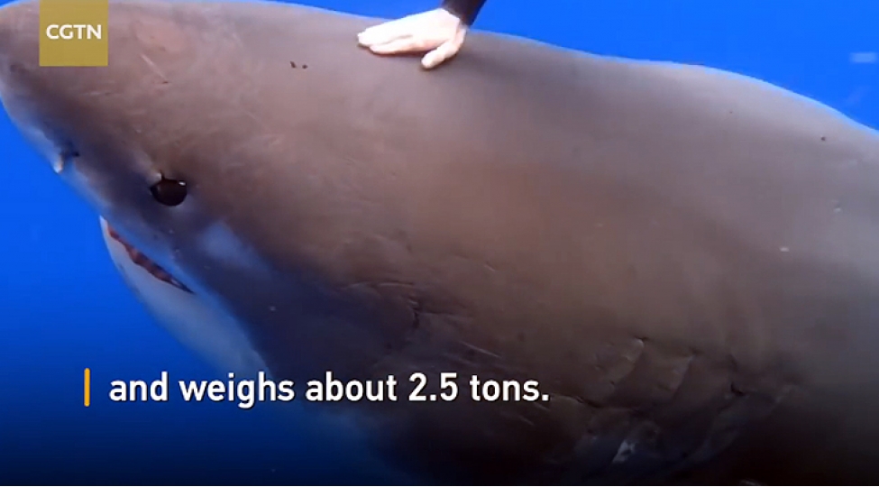 dunyanin-en-iri-akulasi-havay-sularindadir