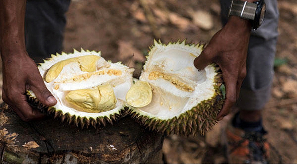 bu-meyvenin-qiymeti-maashdan-3-defe-choxdur