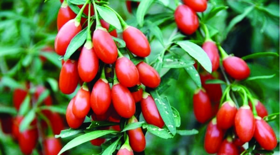 qoji-gilemeyvesi-ve-faydalari