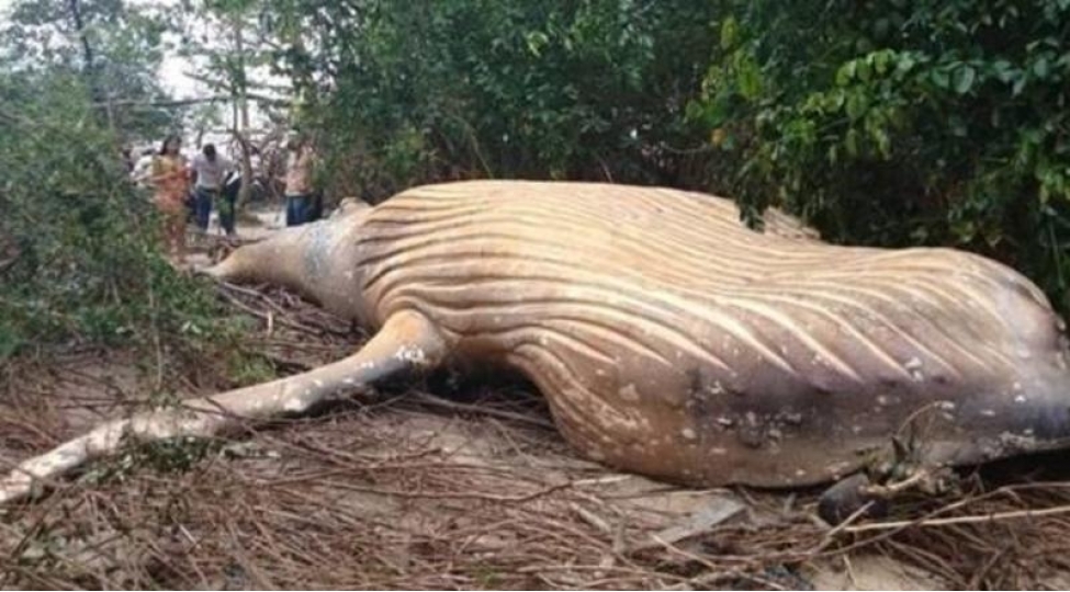 meshede-balina-tapildi-qerbe-hadse