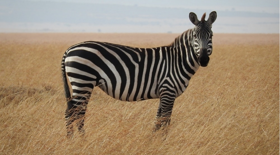 zebralarinderisindeki-xetlerin-sirri