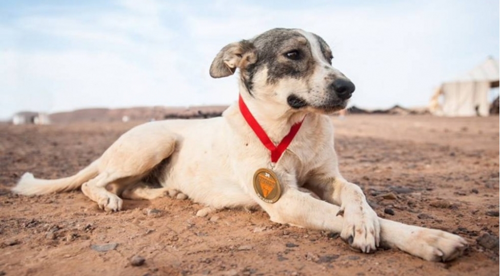 6-gun-erzinde-marafon-qachishinda-ishtirak-eden-it