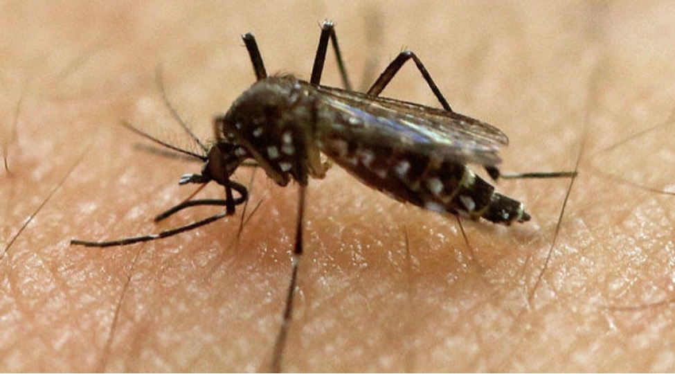 qazaxlar-agcaqanadi-ebedileshdirmek-istediler