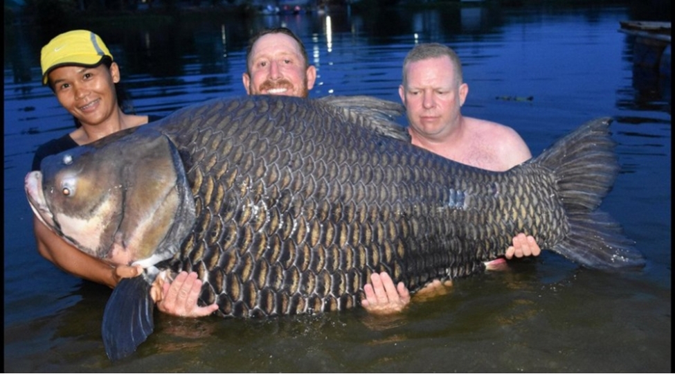 britaniyali-baliqchi-rekord-chekide-siam-karpi-ovlayib-105-kiloqram