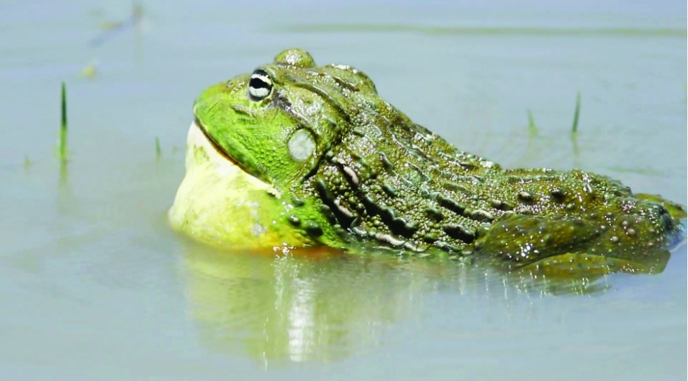 hech-yerde-gormediyinizzeherli-qidalar