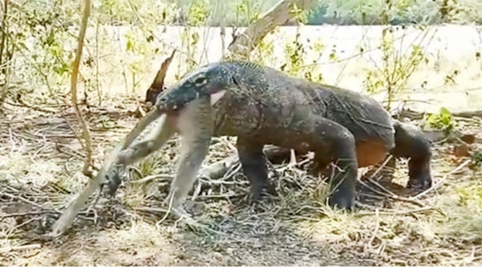 neheng-kertenkele-meymunu-diri-diri-uddu