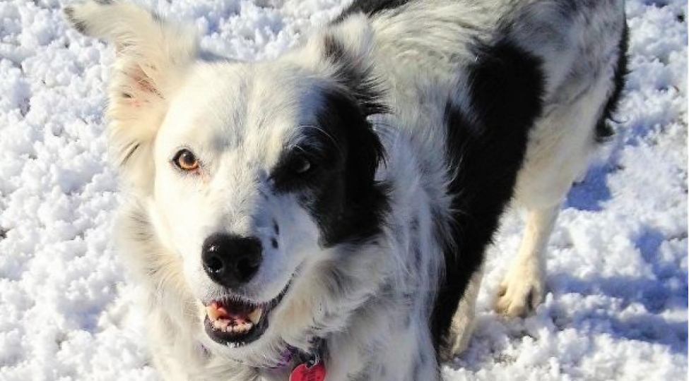 dunyanin-en-agilli-iti-olub