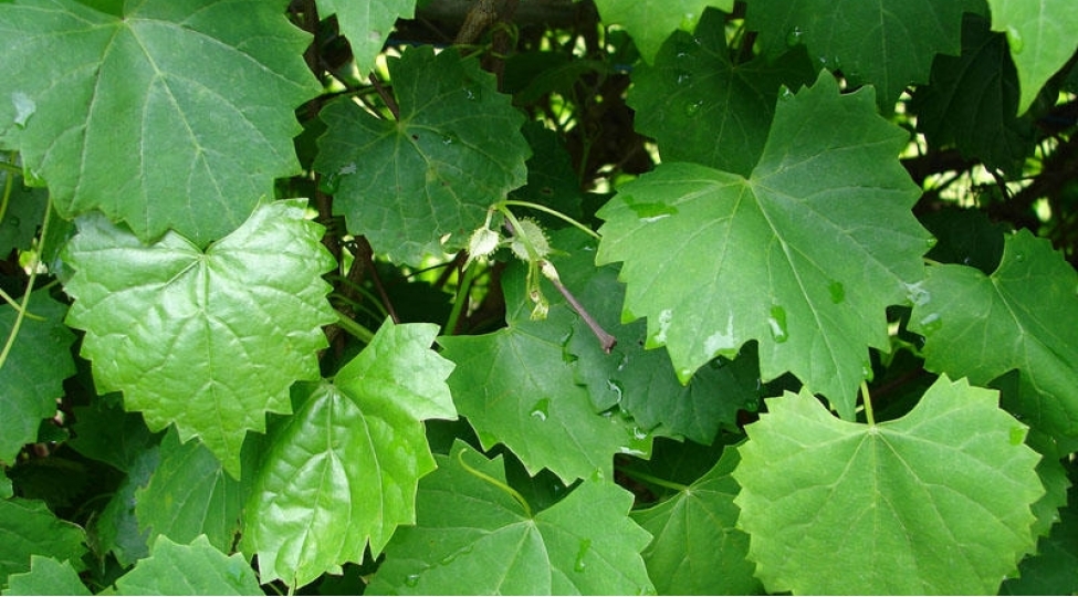 uzum-yarpaginin-faydalari