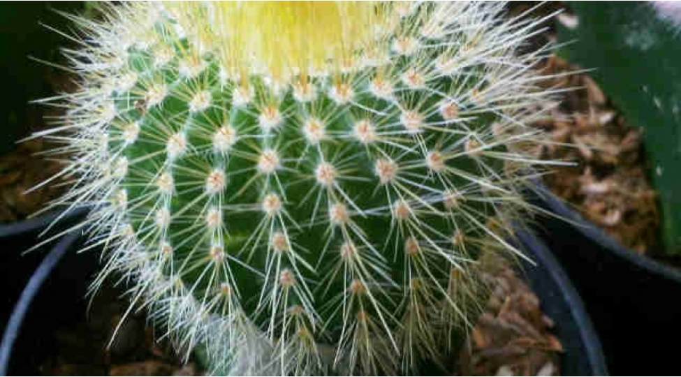 ishiqli-mekanlari-seven-ve-musbet-enerji-yaradan-kaktus