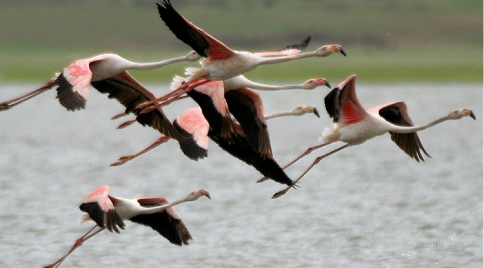 flaminqo-gormek-isteyirsiz