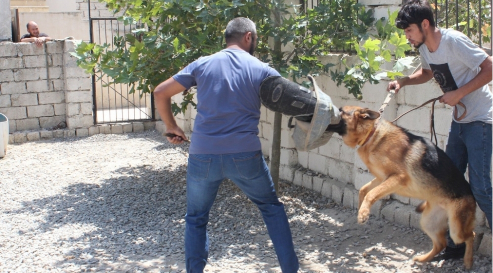 alman-choban-itini-agacdan-asaraq-oldurub