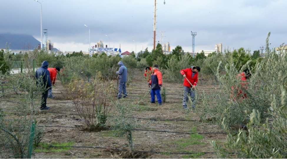 119-minden-chox-agac-ve-bezek-kollarina-aqrotexniki-xidmetler-gosterilir