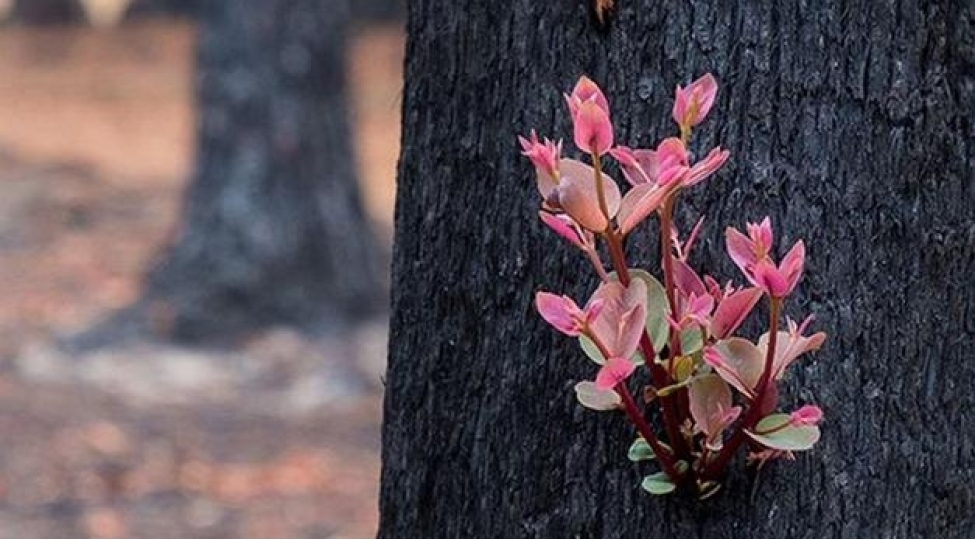 avstraliyada-yanginlardan-sonra-umidverici-goruntu-foto