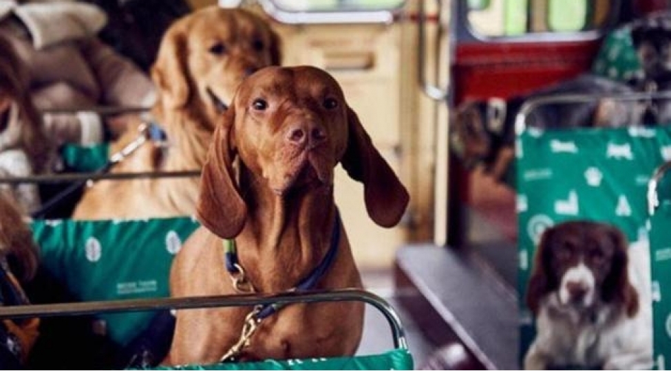 ev-heyvanlari-avtobuslarda-dashina-bilecekler-turkiyede