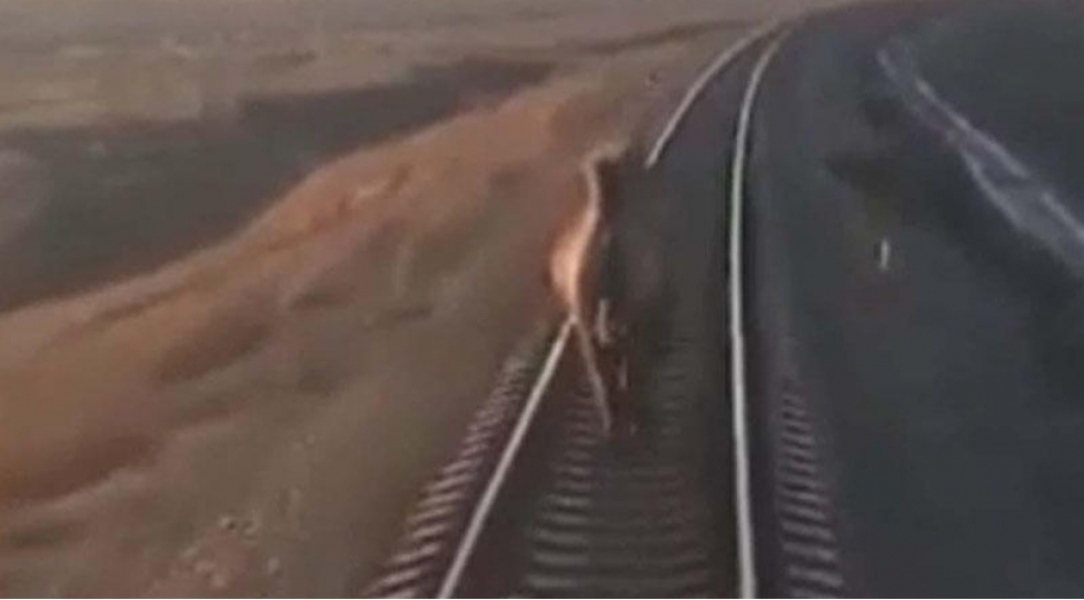 qatar-deveye-gore-lengidi-video