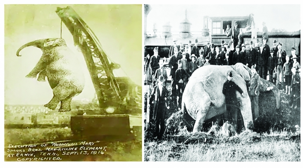 eylenceli-sirkin-perdearxasi