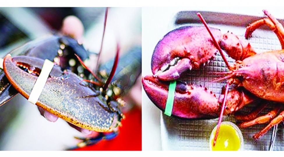 dunyanin-en-bahali-yemeyinin-aci-terefi