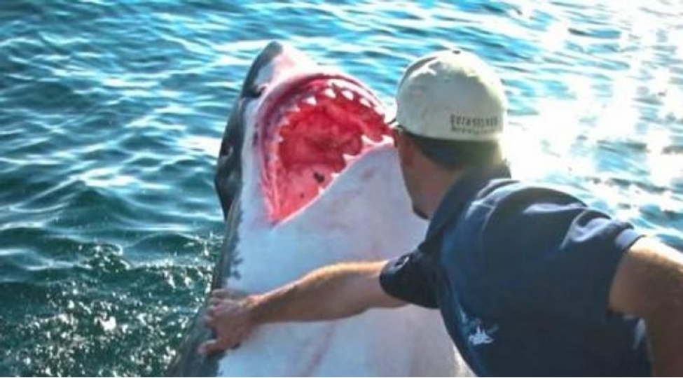 kopekbaligi-xilaskarina-ashiq-oldu