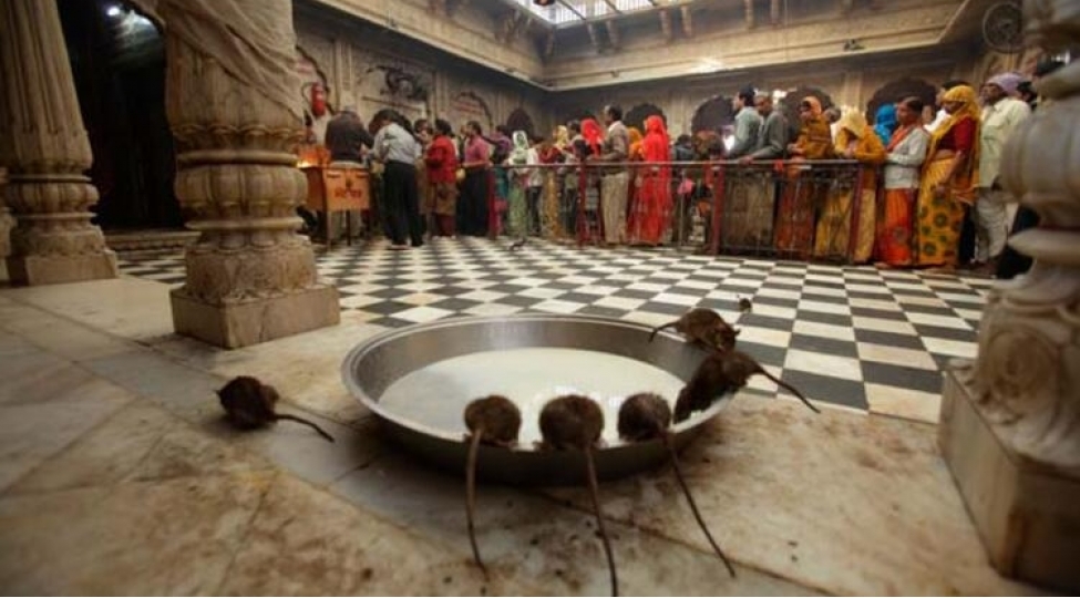 minlerle-sichanin-yashadigi-mebed-karni-mata-foto