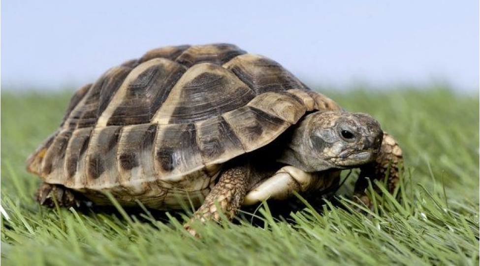 tisbagani-gezdirmek-uchun-karantin-rejimini-pozdu