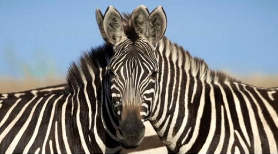 hindistanli-fotoqrafin-goz-yanildan-qeyri-adi-fotolari