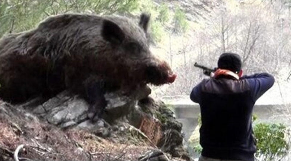 9-nefer-donuz-zenn-edilerek-meshede-gullelendi-video