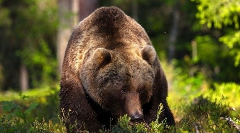 84-yashli-qadindan-qorxan-ayi-qachdi