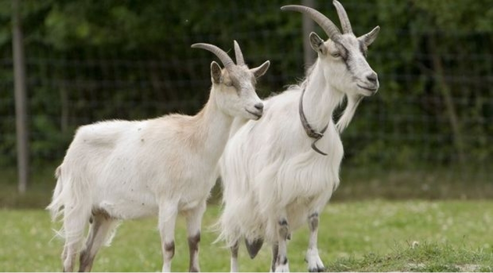 absh-da-230-kechi-ishe-goturulecek