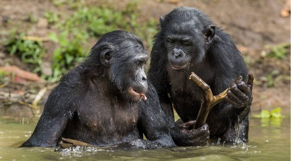 zoopsixoloqlar-shimpanzeler-ve-yashli-insanlar-ozlerine-dostu-eyni-yolla-sechirler