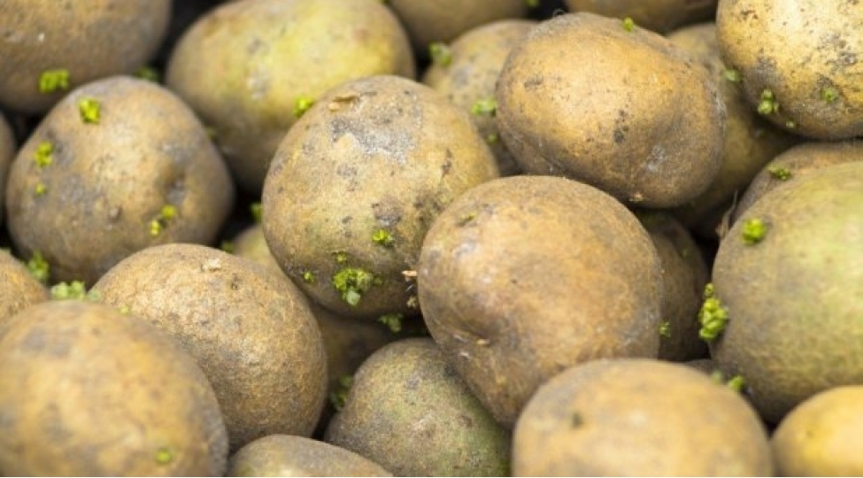 bu-kartoflar-insan-saglamligi-uchun-tehlukelidir