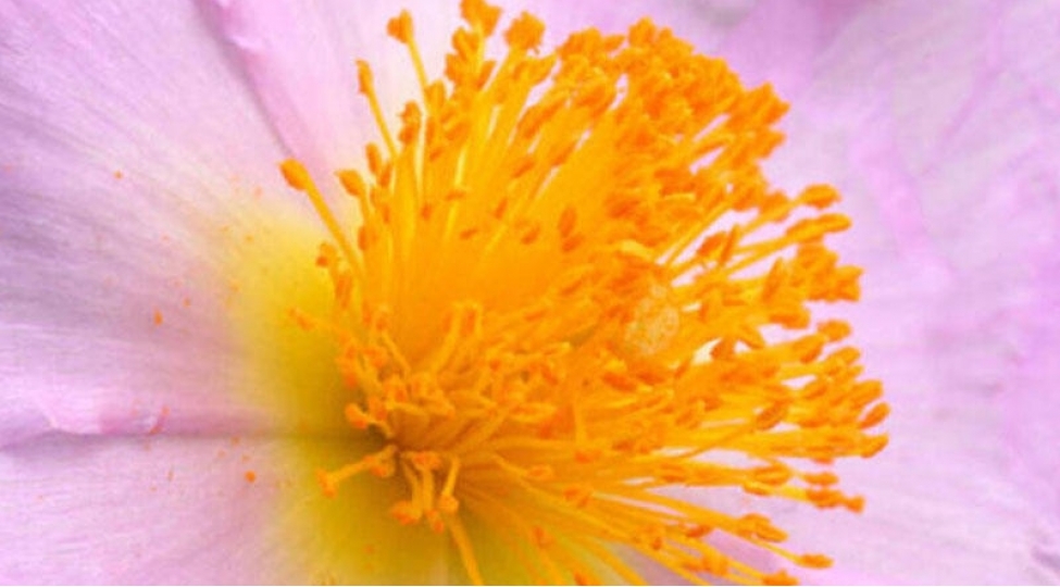 bu-bitkiler-koronavirusdan-qoruyur