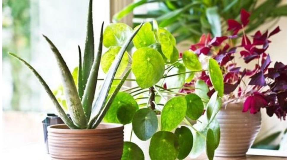 evinizi-teravetli-saxlayin