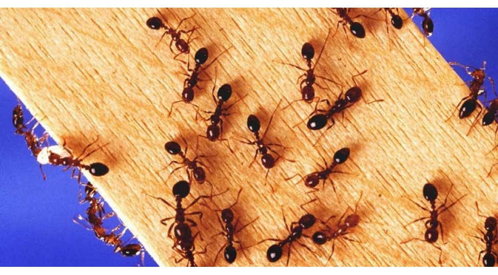 qarishqalar-ve-termitler-yolu-nece-tapir