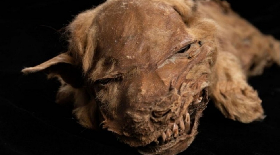 kanadada-tapilan-57-min-yashli-canavar-balasi