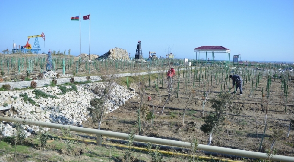 socar-in-meden-erazilerinde-agac-ve-bezek-kollarina-aqrotexniki-xidmetler-gosterilir