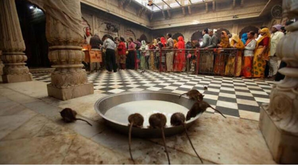 minlerle-sichanin-yashadigi-mebed-karni-matafoto