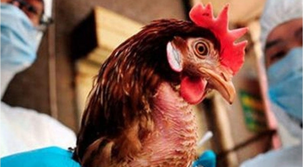 qush-qripinden-nece-qorunmaq-olar