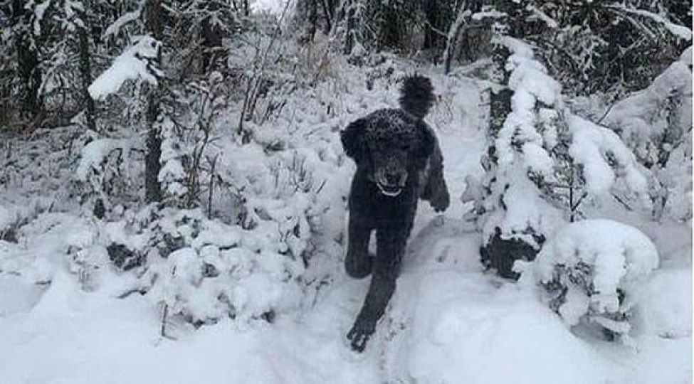 optik-illuziya-niye-mubahiselere-sebeb-olub