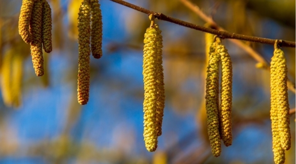 allergiya-xesteleri-uchun-chetin-gunler-bashlayir