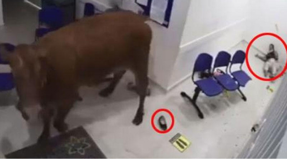 xestexanaya-giren-inek-xesteleri-buynuzladi