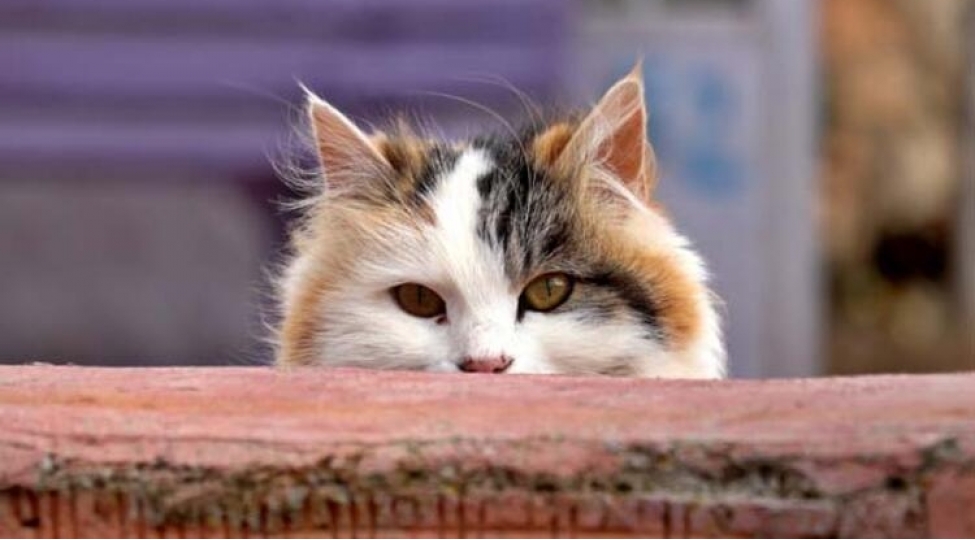 heyatini-sahibsiz-heyvanlara-hesr-edib-foto