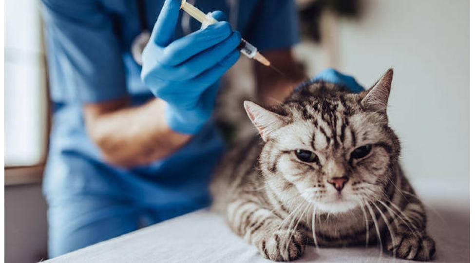 pishikler-de-virusa-yoluxdu