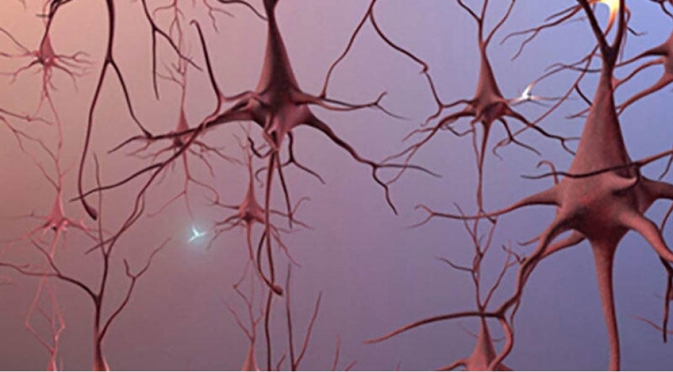 sinir-liflerinin-zedelenmesinin-esas-elameti