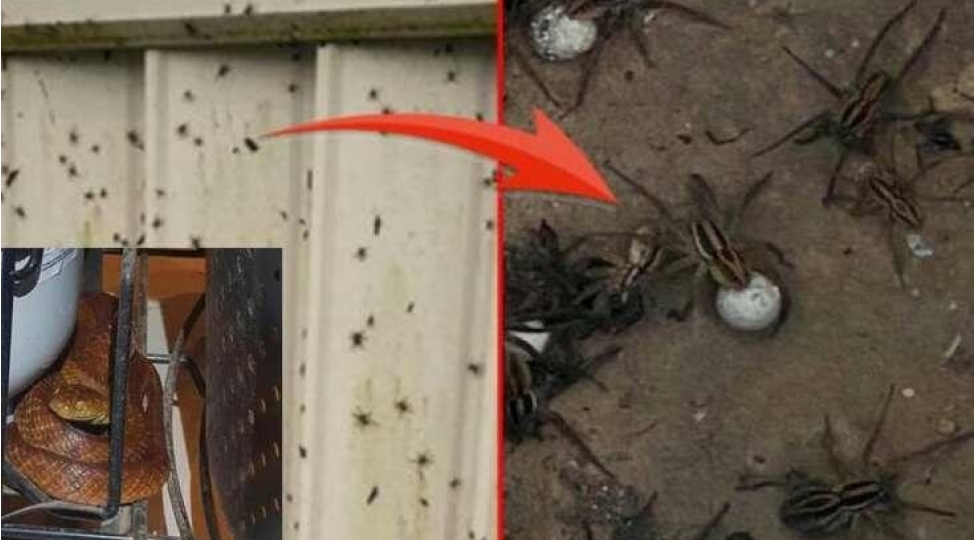 100-ilin-felaketi-yashanir-zeherli-horumchekler-ilanlar-chox-sayda-olu-var