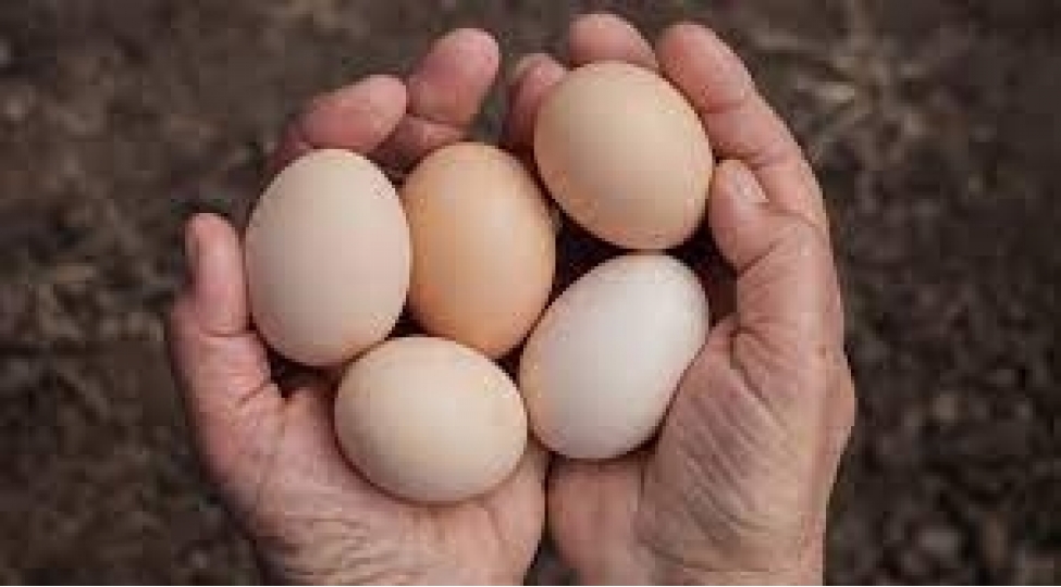 yumurtanin-faydalari-ve-zereri