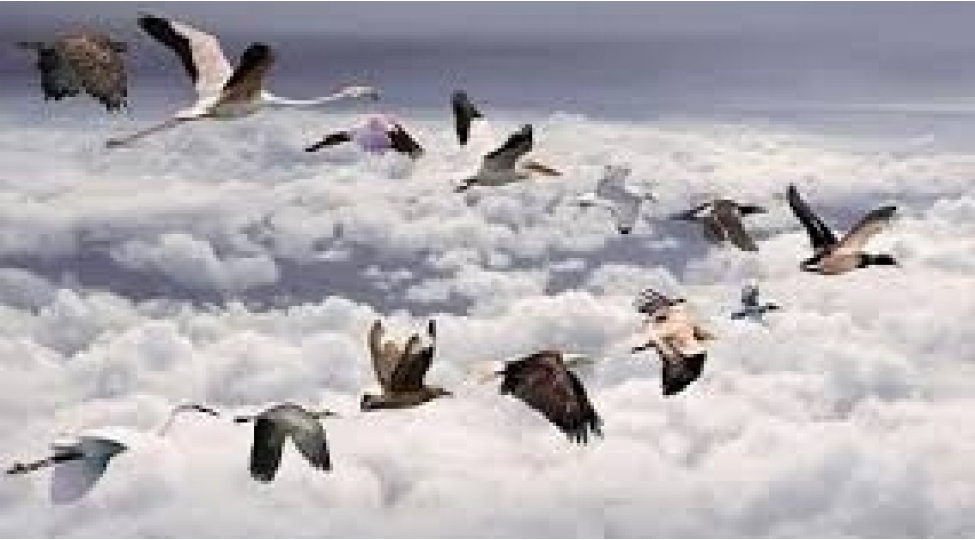 qush-desteleri-niye-v-sheklinde-uchurlar