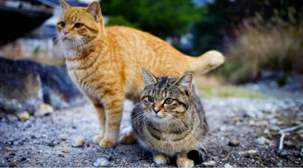 bu-adada-insanlardan-6-defe-chox-pishik-yashayir-foto