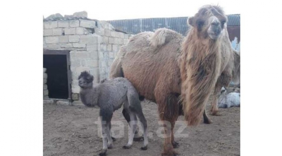 haciqabulda-mashin-qiymetine-deve-satilir