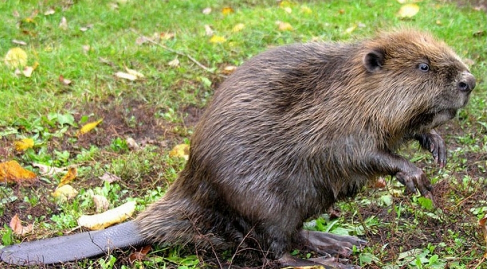 qunduzlar-kanada-sakinlerinin-internetini-kesdiler